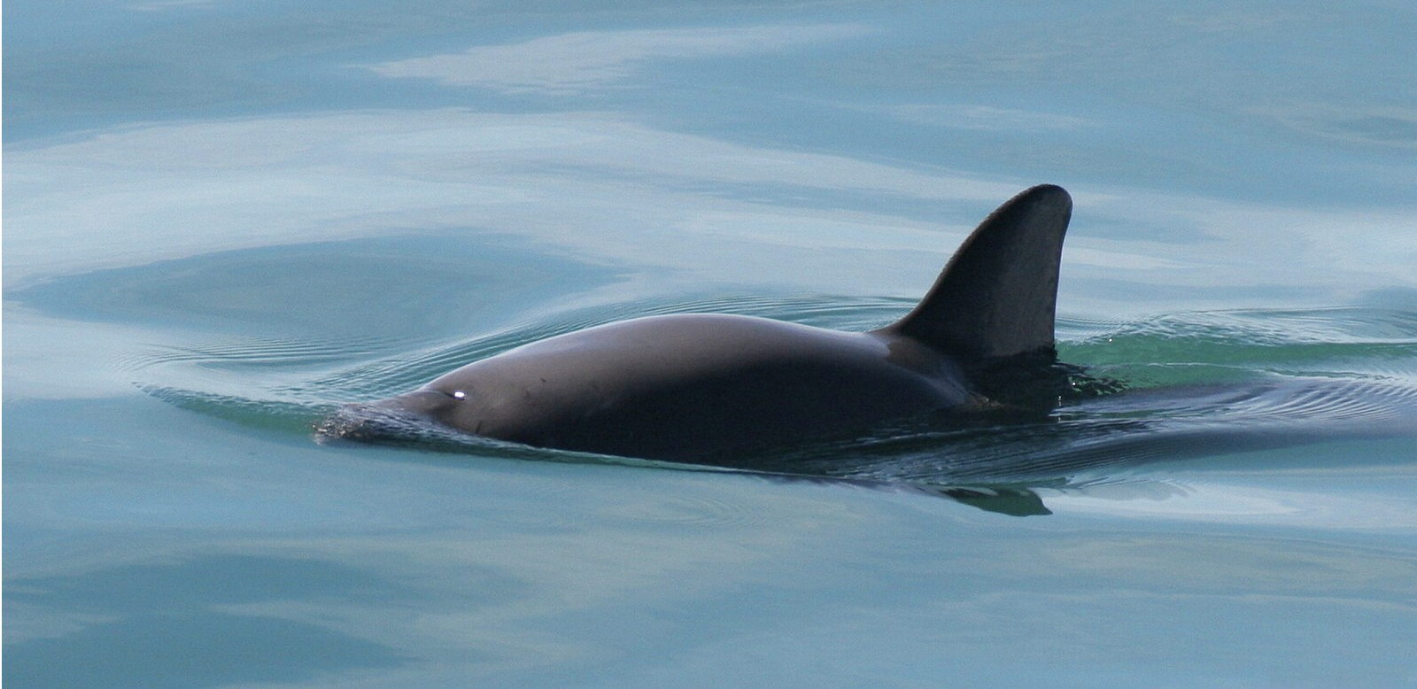 Photo: Vaquita
