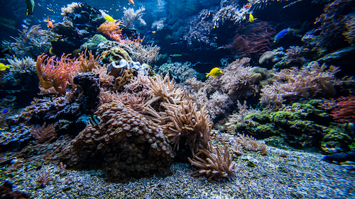 Photo: Coral Reef