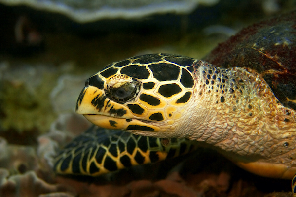 Photo: Hawksbill Turtle
