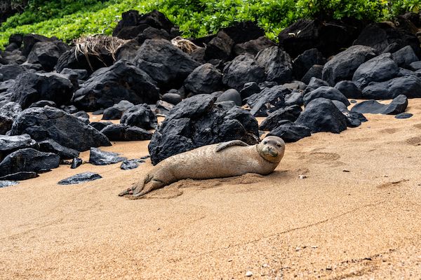 Photo: Hawaian Sea Monk