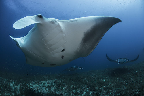 Photo: Giant Manta Tey