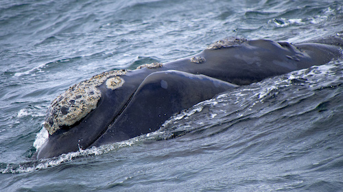 Photo: north atlantic right whale