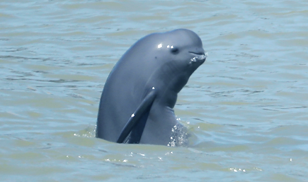 Photo: Yangtze Finless Porpoise