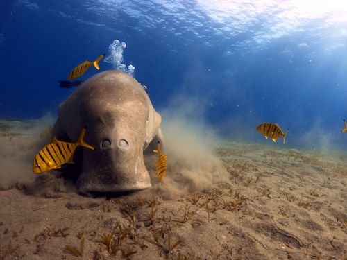 Photo: Dugong