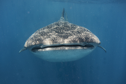 Photo: Whale shark