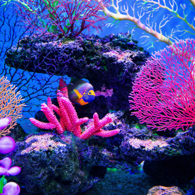 Photo: CORAL REEF