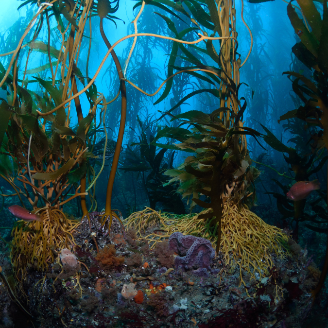 Photo: kelp