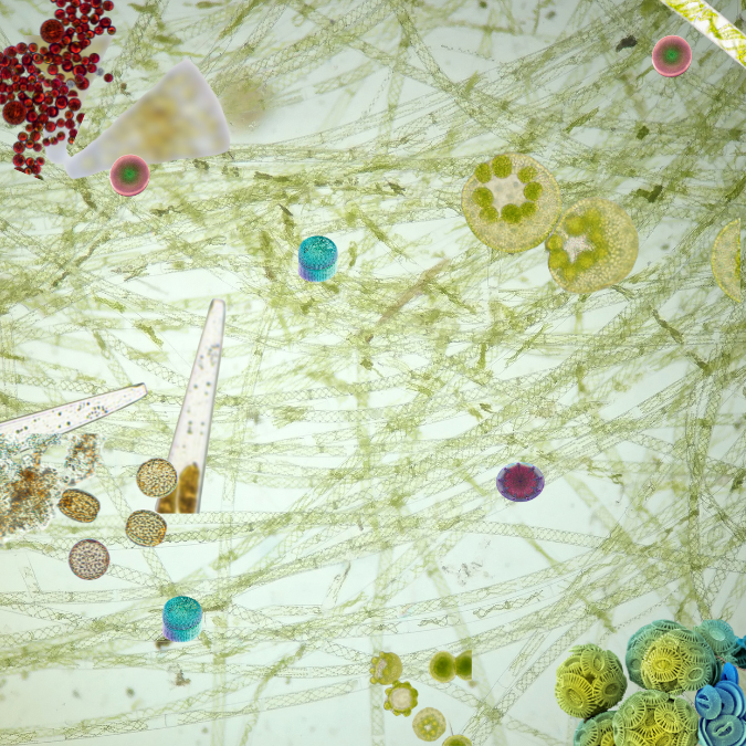 Illustration:  phytoplankton