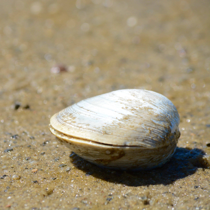 Photo: quahog on seabed
