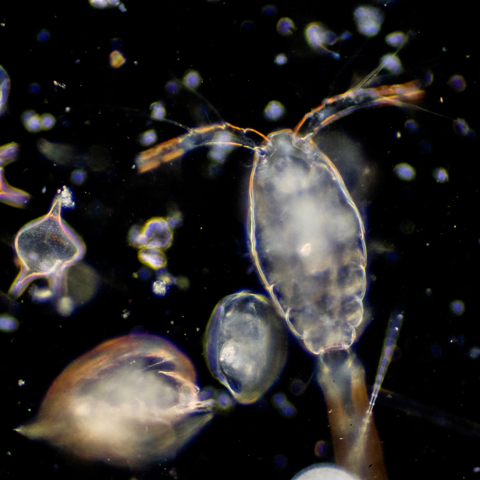 Photo: Zooplankton