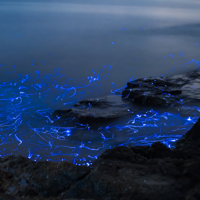 Photo: BIOLUMINISCENCE