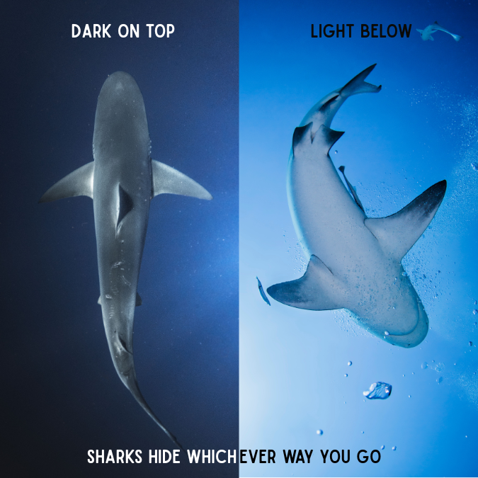Photo: Shark countershading