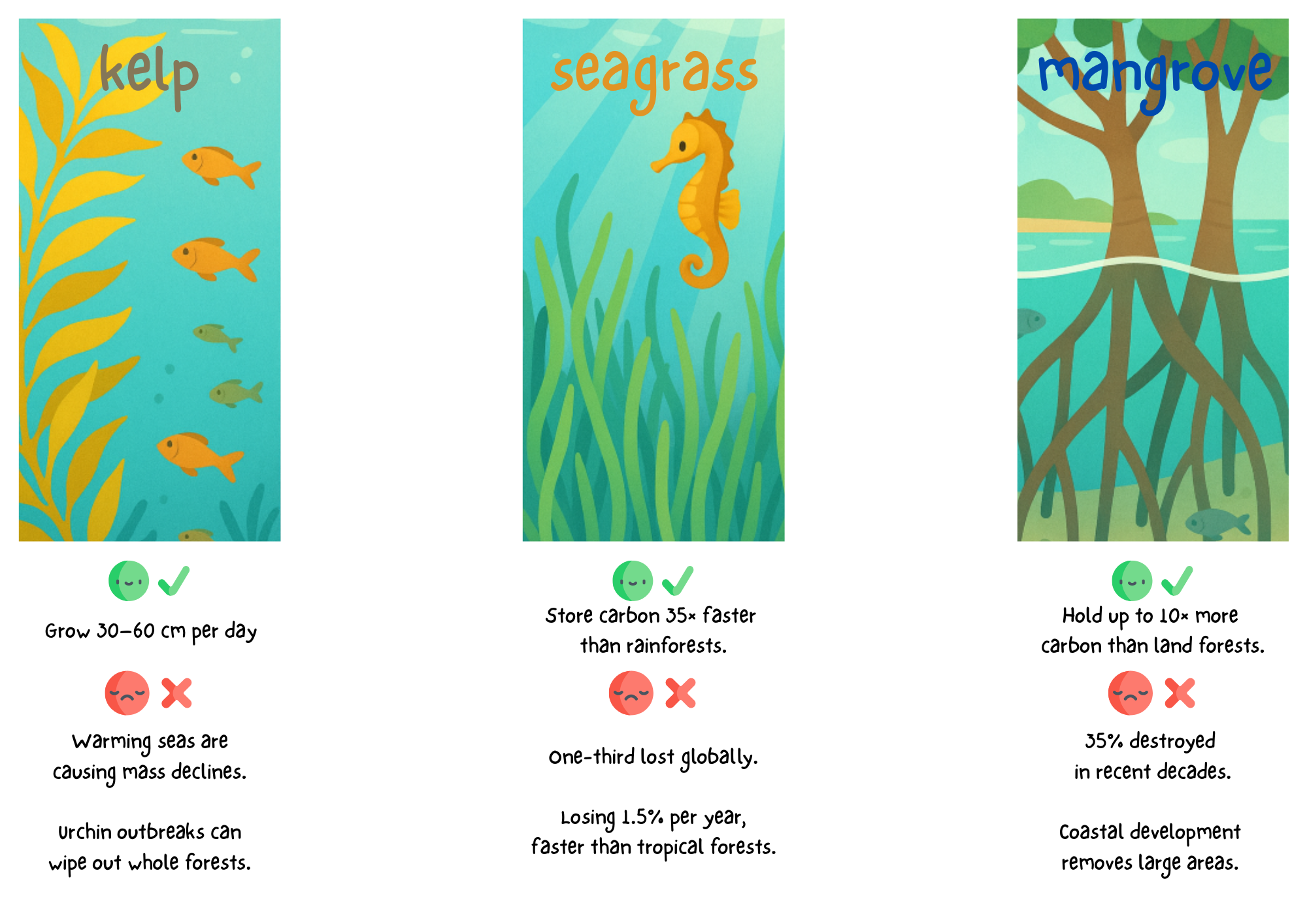 🌊The Ocean's Secret Super-Forests! 🌳