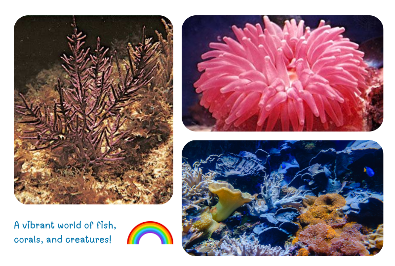 Photo: Corals