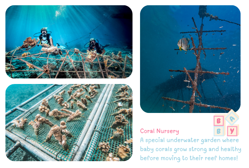 Photo, Coral Reef Nursery
