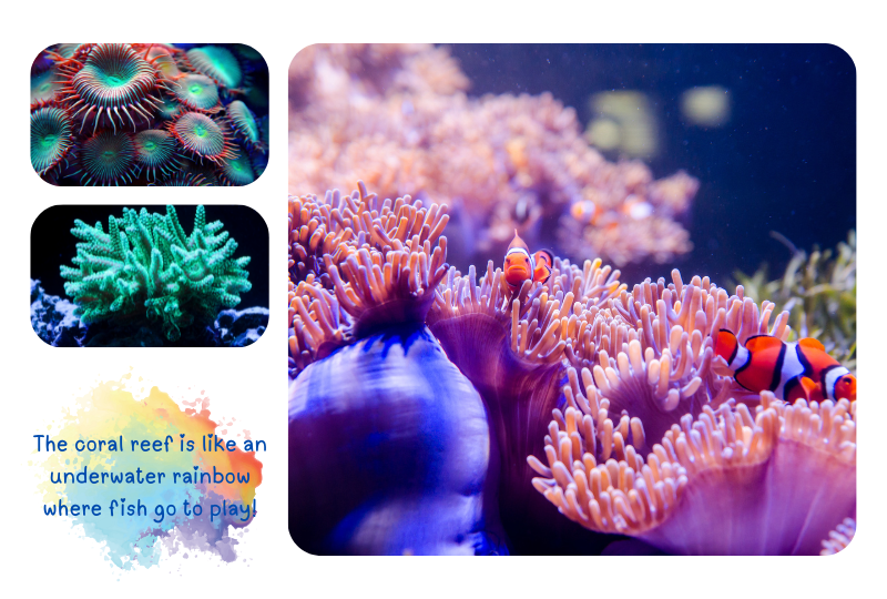Photo: colourful corals