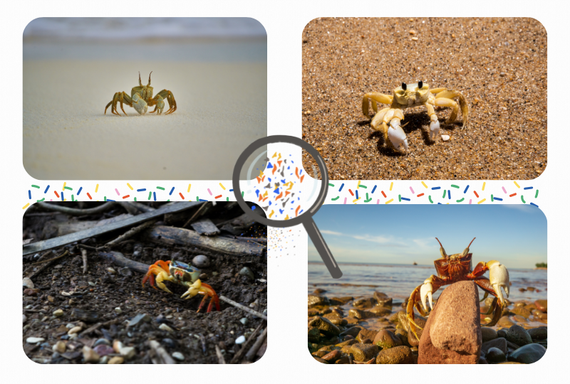 Photo: 4 Fiddler Crabs