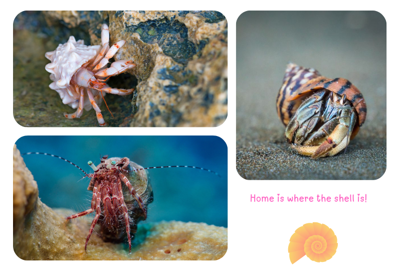 Photo: Hermit Crabs