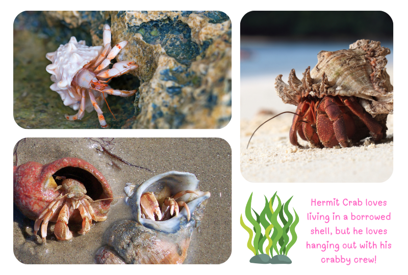 Photo: Hermit Crabs