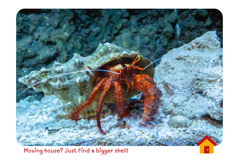Photo: Hermit Crab