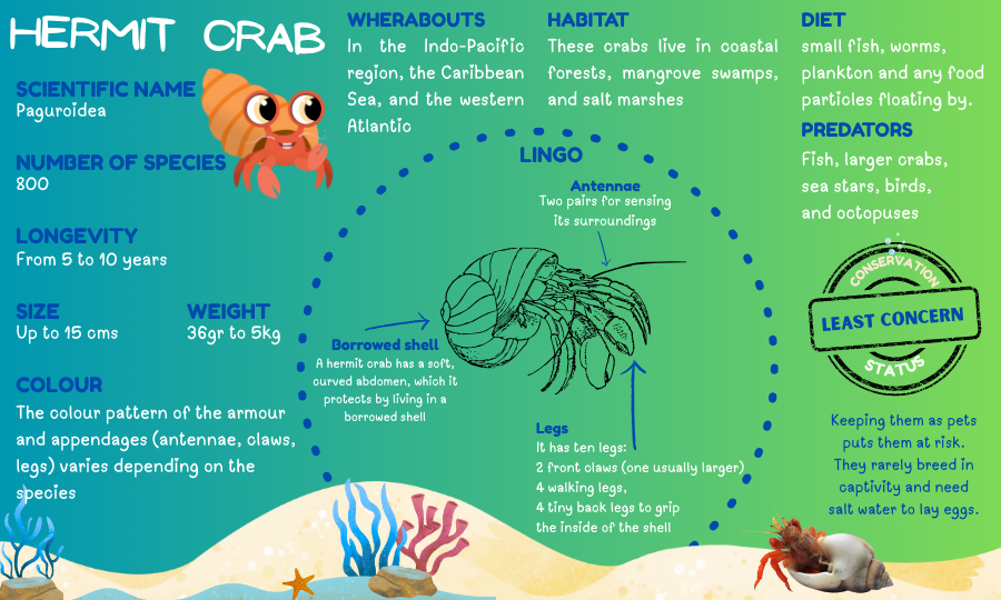 Infographic: Hermit Crab