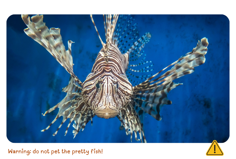 Photo: Lionfish