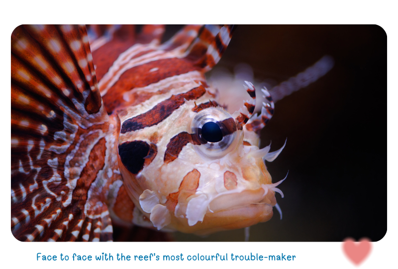 Photo: Lionfish Close-up