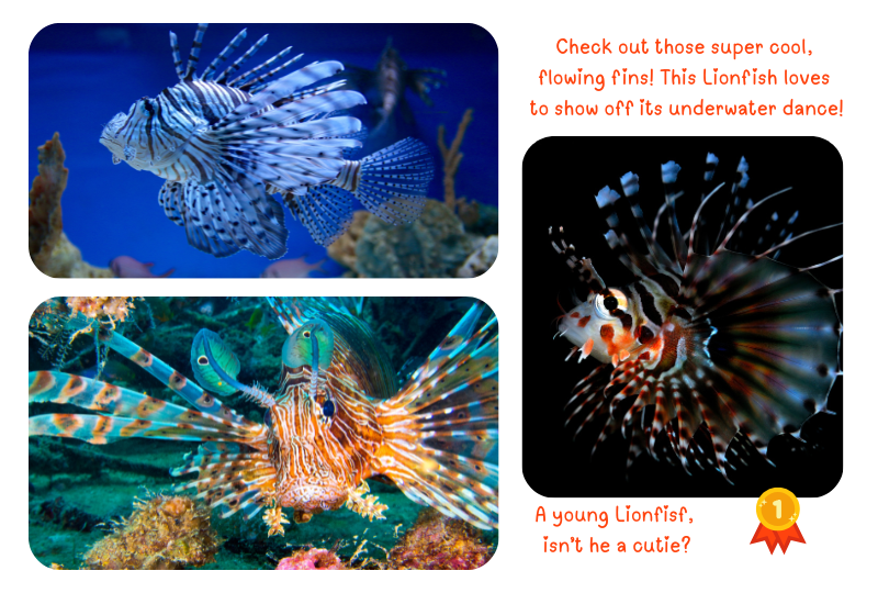 Photo: Colourful Lionfish