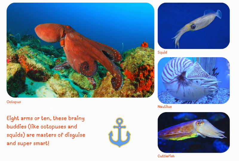 Photo:  Marine Cephalopods