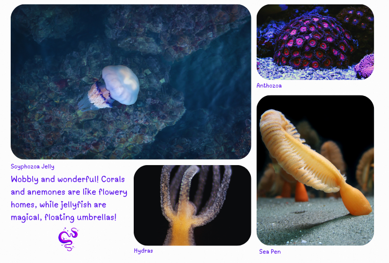 Photo:  Marine Cnidarians