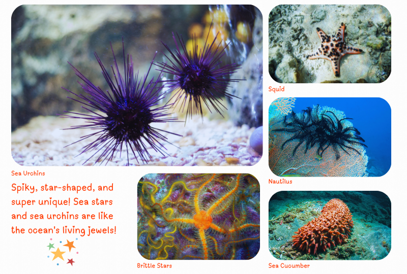 Photo:  Marine  Echinoderms