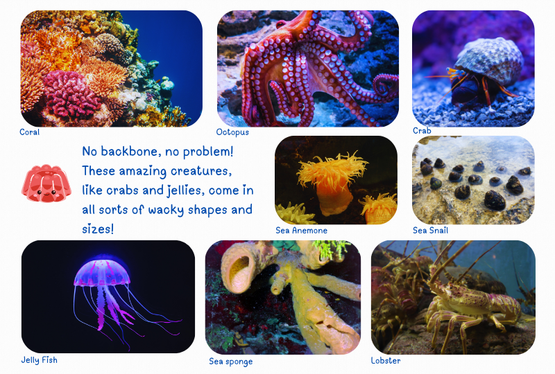 Photo:  Marine Invertebrates