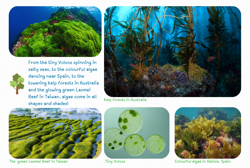 Photo:  Algae and Kelp