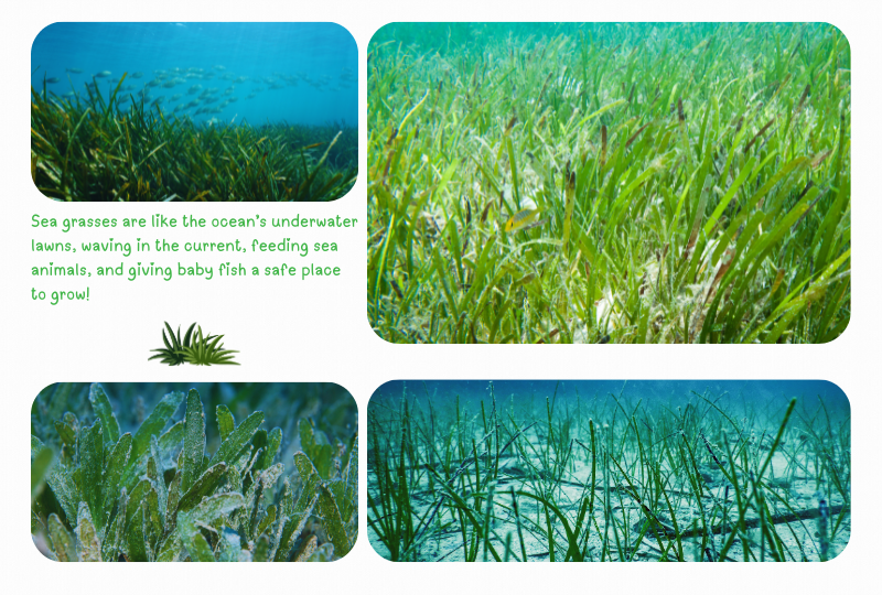 Photo:   Seagrass