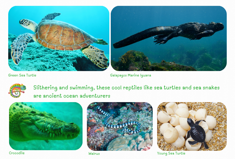 Photo:  Marine Reptiles