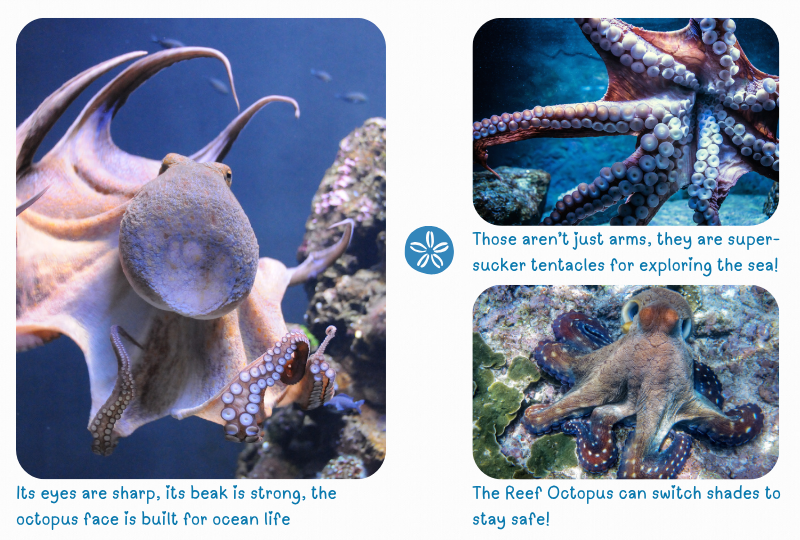 Blog Octopus x3