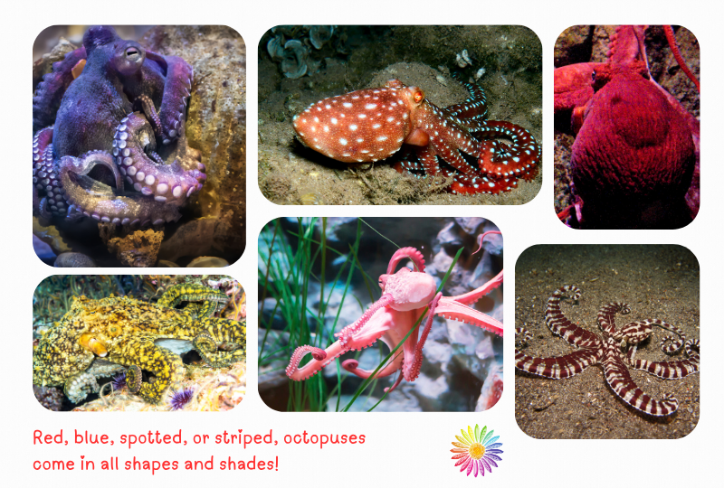 Blog Octopus x6