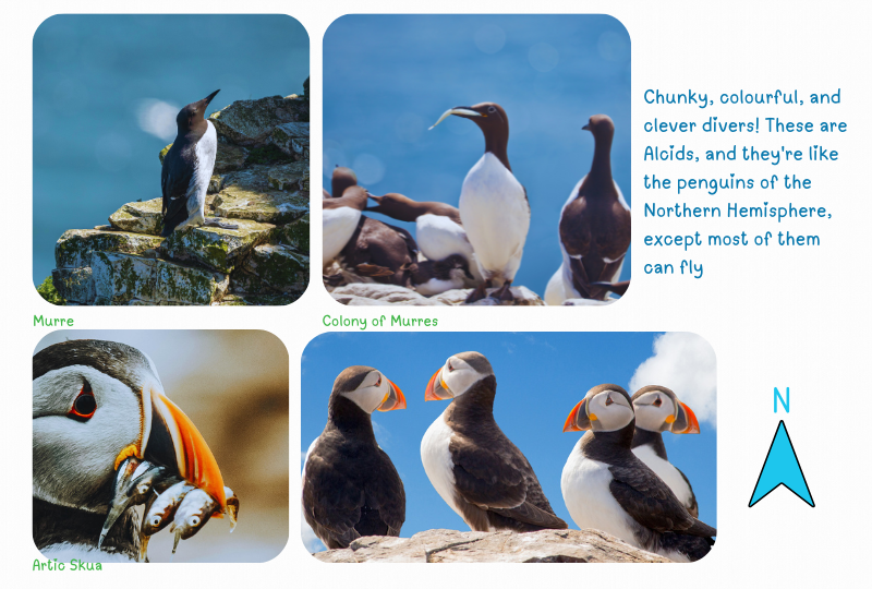 Photo: Alcids: Puffins, Murres