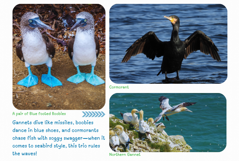 Photo: Gannets, Boobies & Cormorants