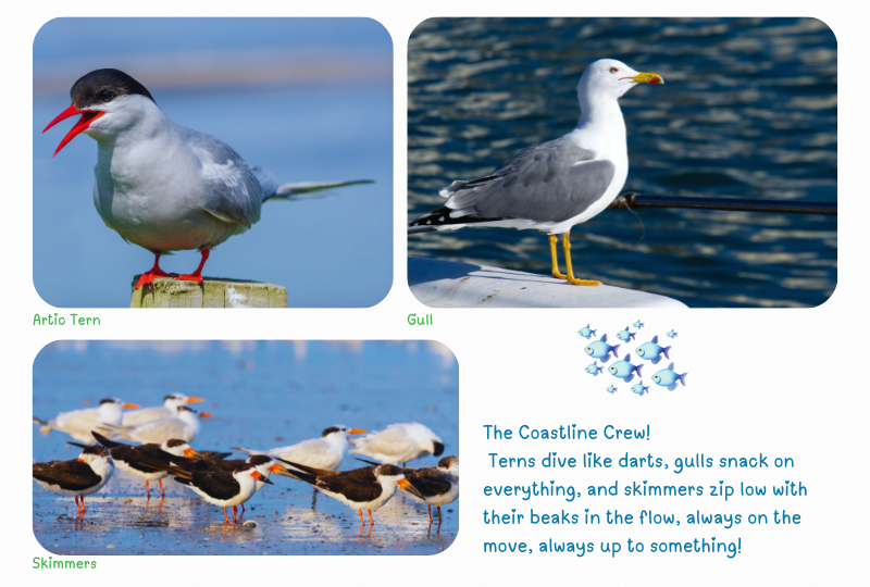 Photo: Gulls, Terns & Skimmers