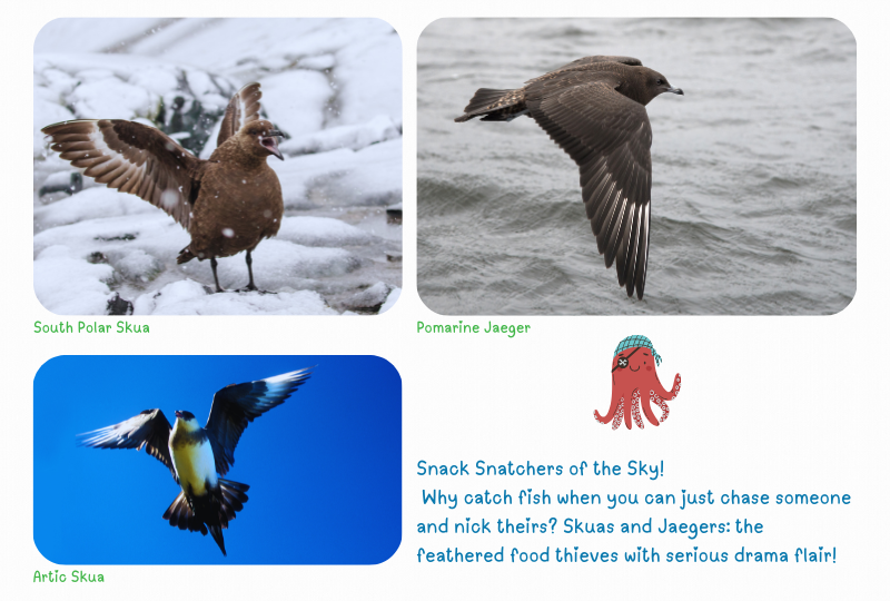 Photo: Skuas & Jaegers