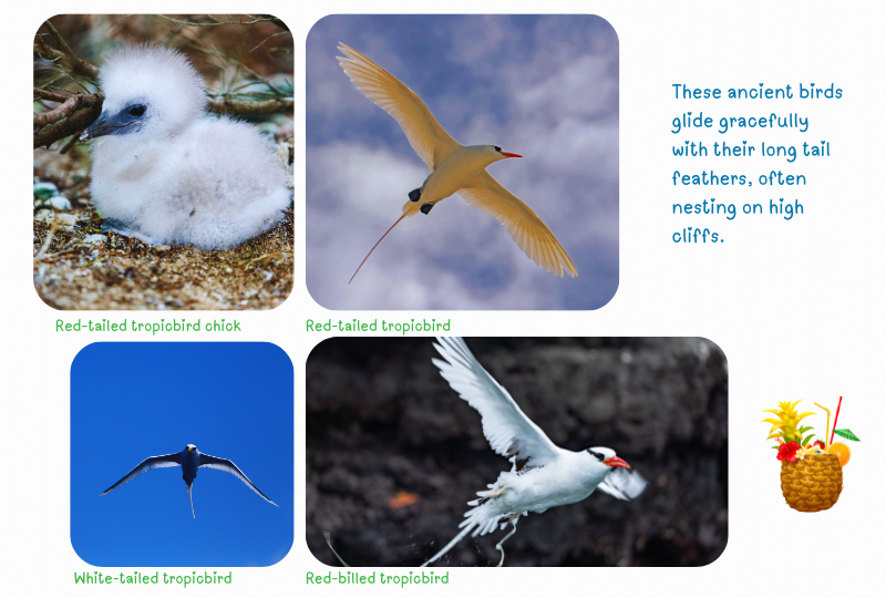 Photo: Tropicbirds