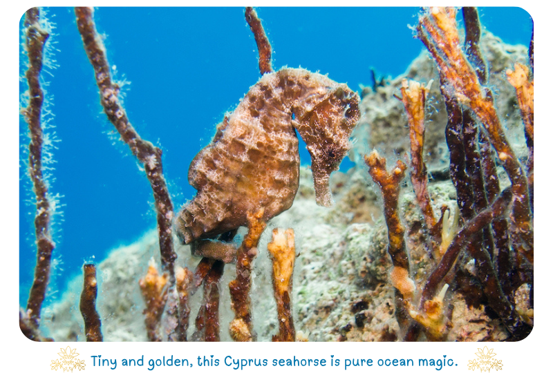 Photo, Golden Seahorse