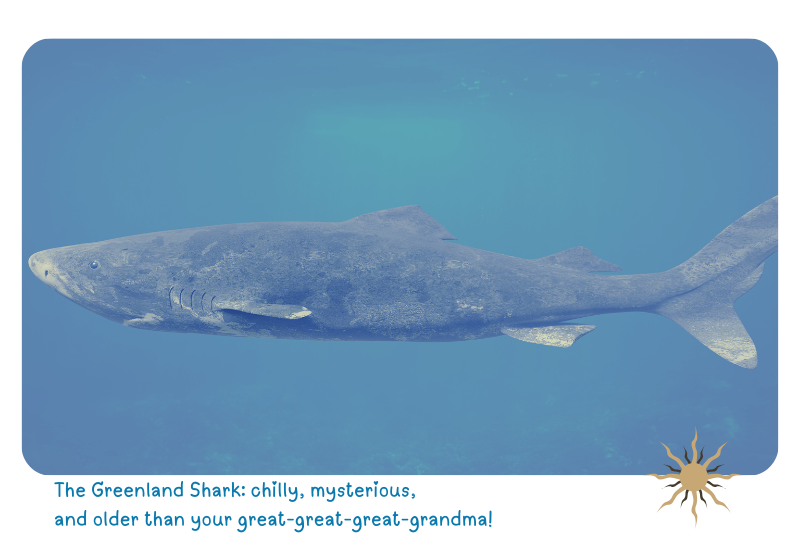 Photo: Greenland Shark