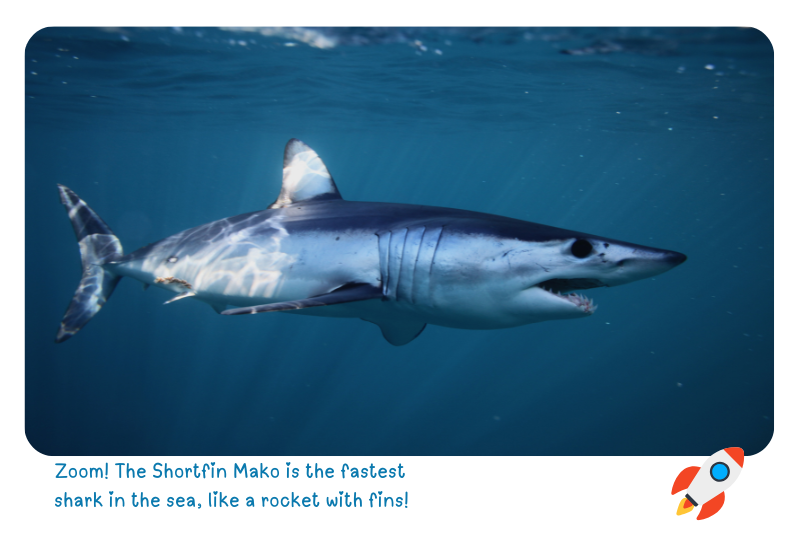 Photo: Shortfin Mako Shark 
