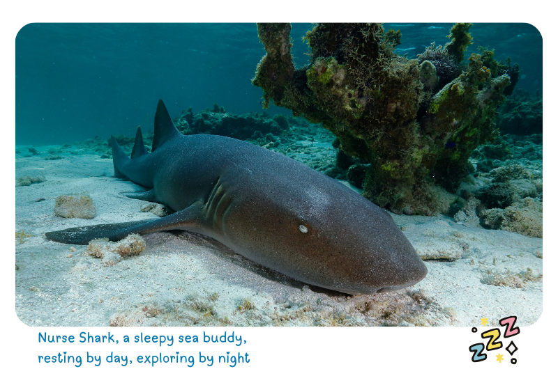 Photo: Nurse Shark 
