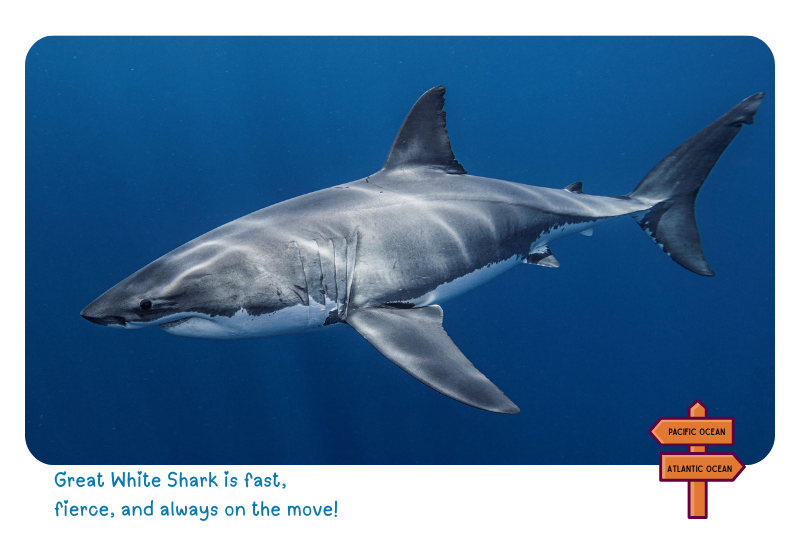 Photo: Great White Shark 