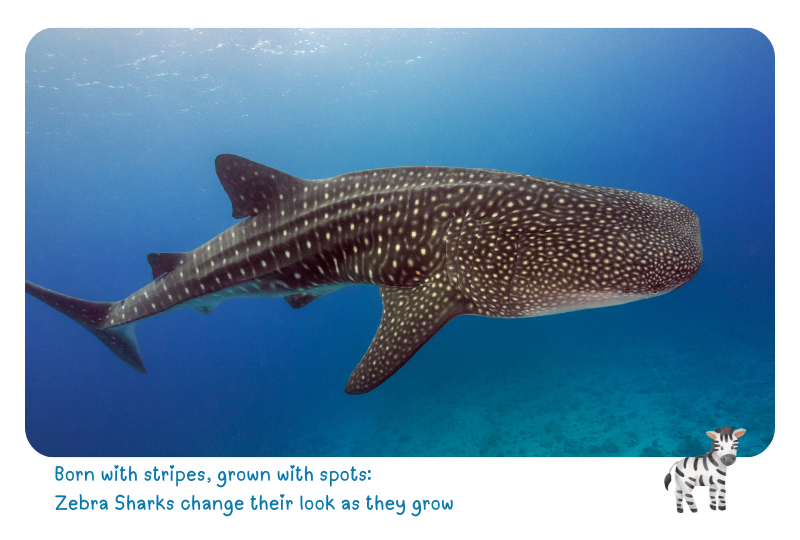 Photo: Zebra Shark 