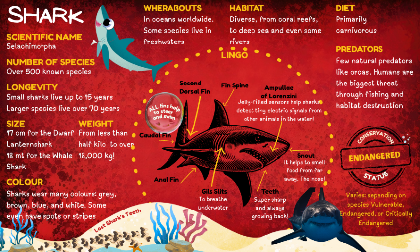 Infographic: Shark