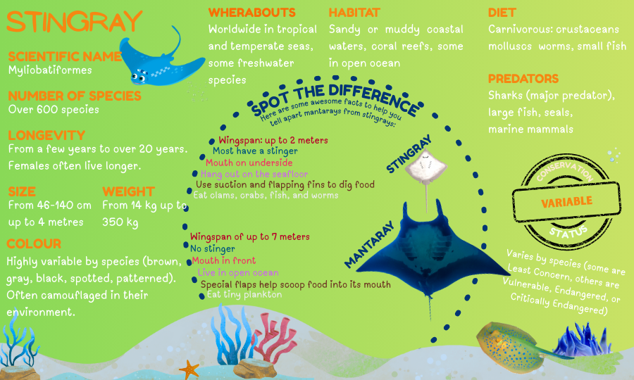 Infographic: Stingray